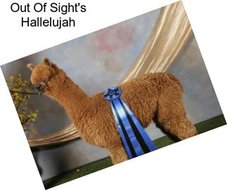 Out Of Sight\'s Hallelujah