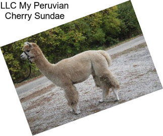 LLC My Peruvian Cherry Sundae