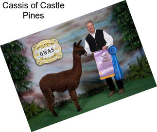 Cassis of Castle Pines