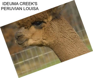 IDEUMA CREEK\'S PERUVIAN LOUISA