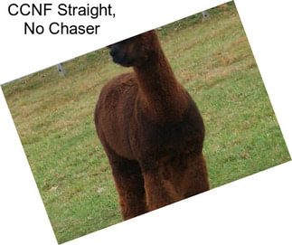 CCNF Straight, No Chaser