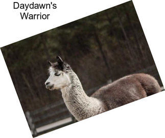 Daydawn\'s Warrior