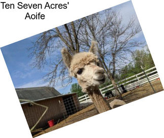 Ten Seven Acres\' Aoife