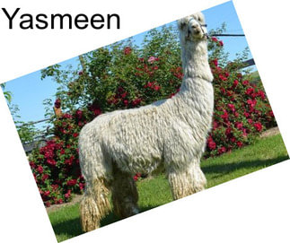 Yasmeen