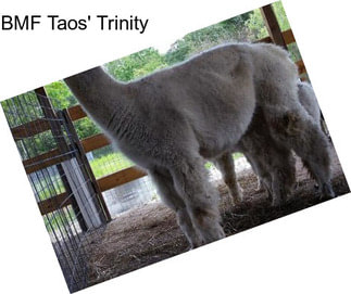 BMF Taos\' Trinity