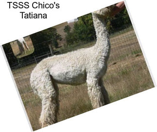 TSSS Chico\'s Tatiana
