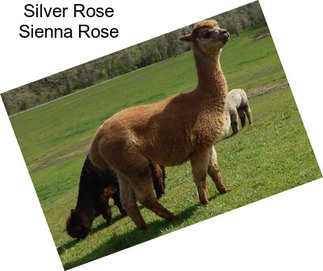 Silver Rose Sienna Rose