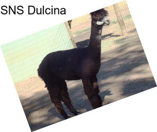 SNS Dulcina