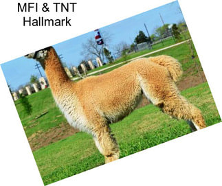 MFI & TNT Hallmark