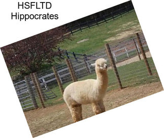 HSFLTD Hippocrates