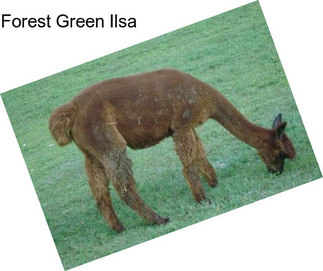 Forest Green Ilsa