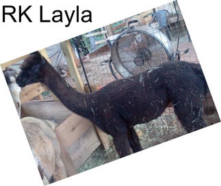 RK Layla