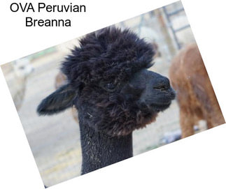 OVA Peruvian Breanna