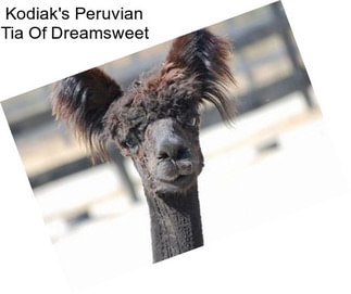 Kodiak\'s Peruvian Tia Of Dreamsweet