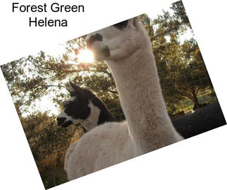 Forest Green Helena
