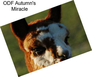 ODF Autumn\'s Miracle
