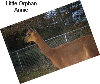 Little Orphan Annie