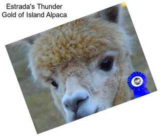 Estrada\'s Thunder Gold of Island Alpaca