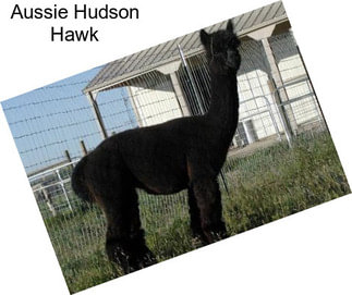 Aussie Hudson Hawk