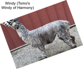 Windy (Tomo\'s Windy of Harmony)