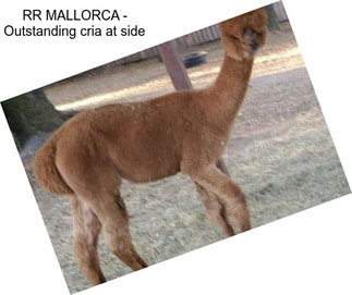 RR MALLORCA - Outstanding cria at side