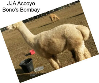 JJA Accoyo Bono\'s Bombay