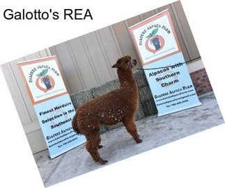 Galotto\'s REA