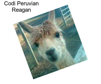 Codi Peruvian Reagan