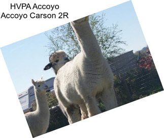 HVPA Accoyo Accoyo Carson 2R