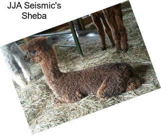 JJA Seismic\'s Sheba