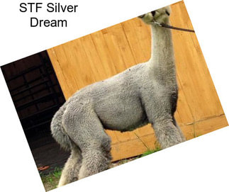 STF Silver Dream