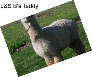 J&S B\'s Teddy