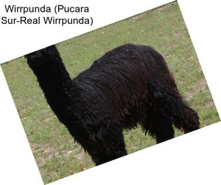 Wirrpunda (Pucara Sur-Real Wirrpunda)