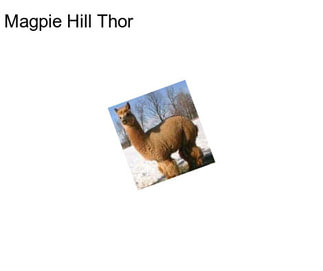 Magpie Hill Thor