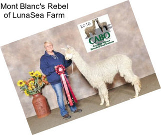 Mont Blanc\'s Rebel of LunaSea Farm