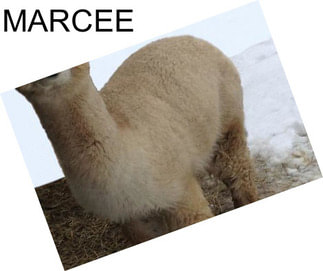 MARCEE