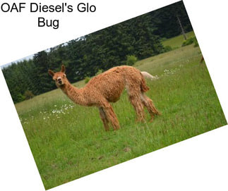 OAF Diesel\'s Glo Bug