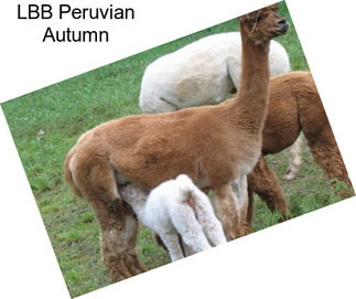 LBB Peruvian Autumn