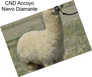 CND Accoyo Nievo Diamante