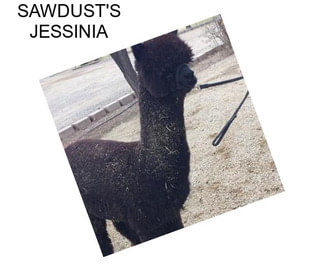 SAWDUST\'S JESSINIA