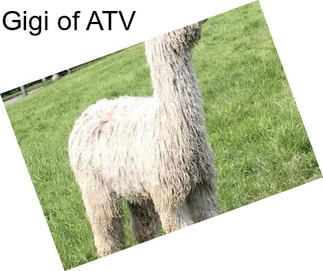 Gigi of ATV