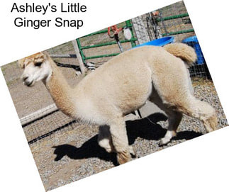 Ashley\'s Little Ginger Snap