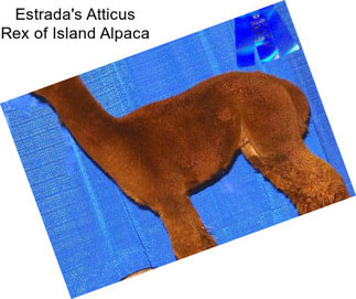 Estrada\'s Atticus Rex of Island Alpaca