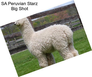 SA Peruvian Starz Big Shot