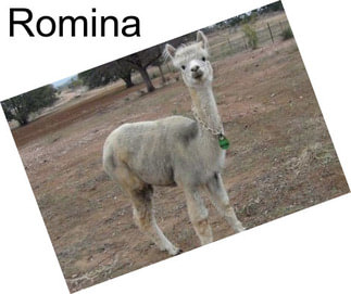 Romina