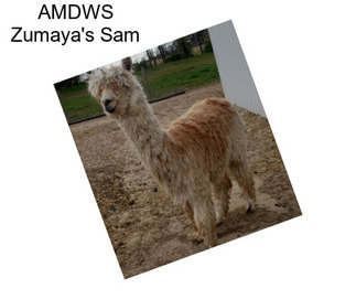 AMDWS Zumaya\'s Sam