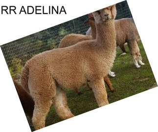 RR ADELINA