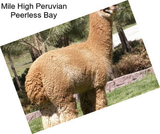 Mile High Peruvian Peerless Bay