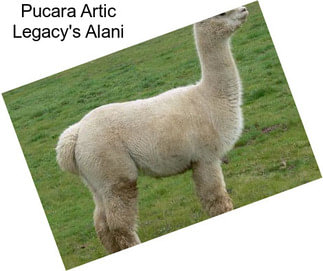 Pucara Artic Legacy\'s Alani