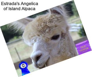 Estrada\'s Angelica of Island Alpaca